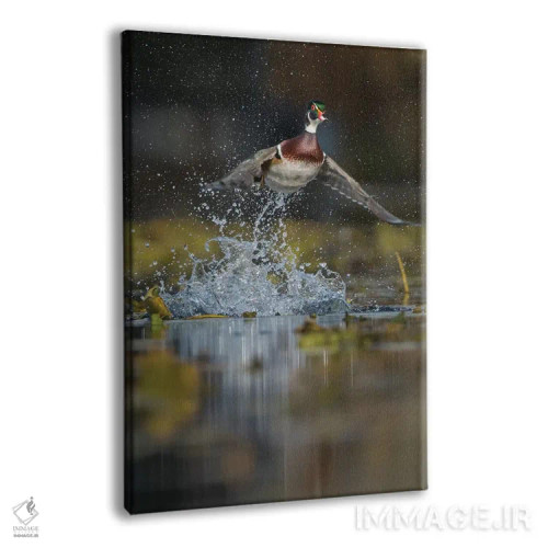تابلو دکوراتیو Washington State. Male Wood Duck flying from Union Bay in Seat… اثر گری لوهم - نمای پرسپکتیو محصول