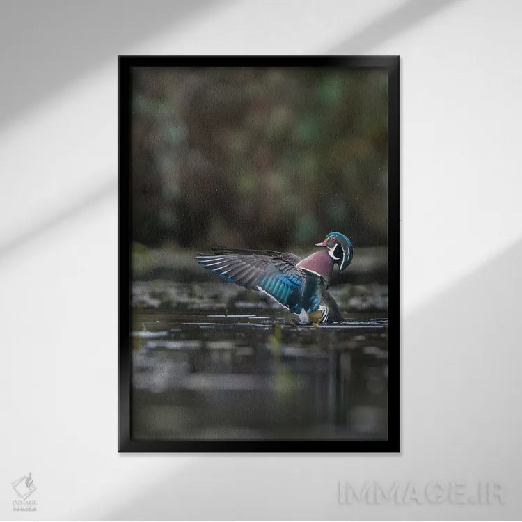 تابلو دکوراتیو Washington State. Male Wood Duck flaps its wings on Union Bay… اثر گری لوهم - نمای قابدار مشکی