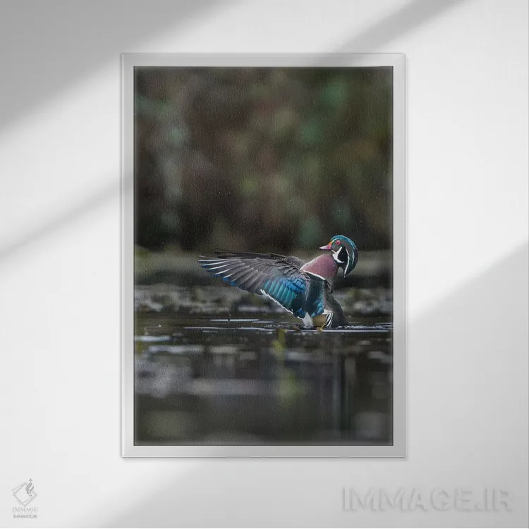 تابلو دکوراتیو Washington State. Male Wood Duck flaps its wings on Union Bay… اثر گری لوهم - نمای قابدار سفید