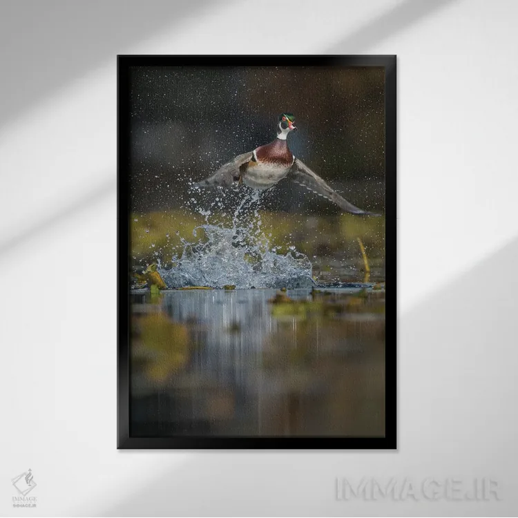 تابلو دکوراتیو Washington State. Male Wood Duck flying from Union Bay in Seat… اثر گری لوهم - نمای قابدار مشکی