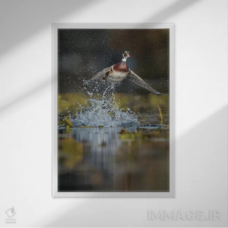تابلو دکوراتیو Washington State. Male Wood Duck flying from Union Bay in Seat… اثر گری لوهم - نمای قابدار سفید