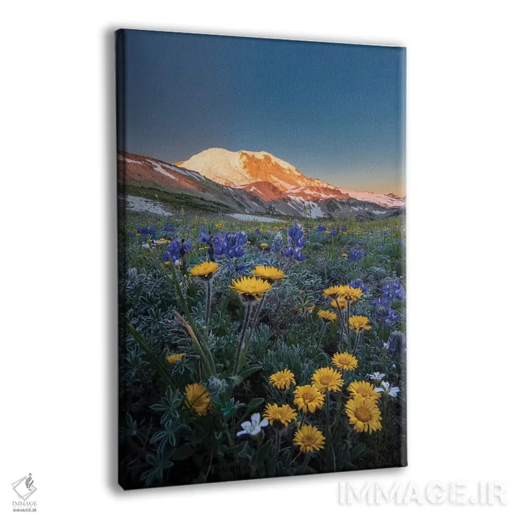 تابلو دکوراتیو Tolmie's Saxifrage and Alpine Golden Daisy,گل های وحشی آلپی: ل… اثر گری لوهم - نمای پرسپکتیو محصول