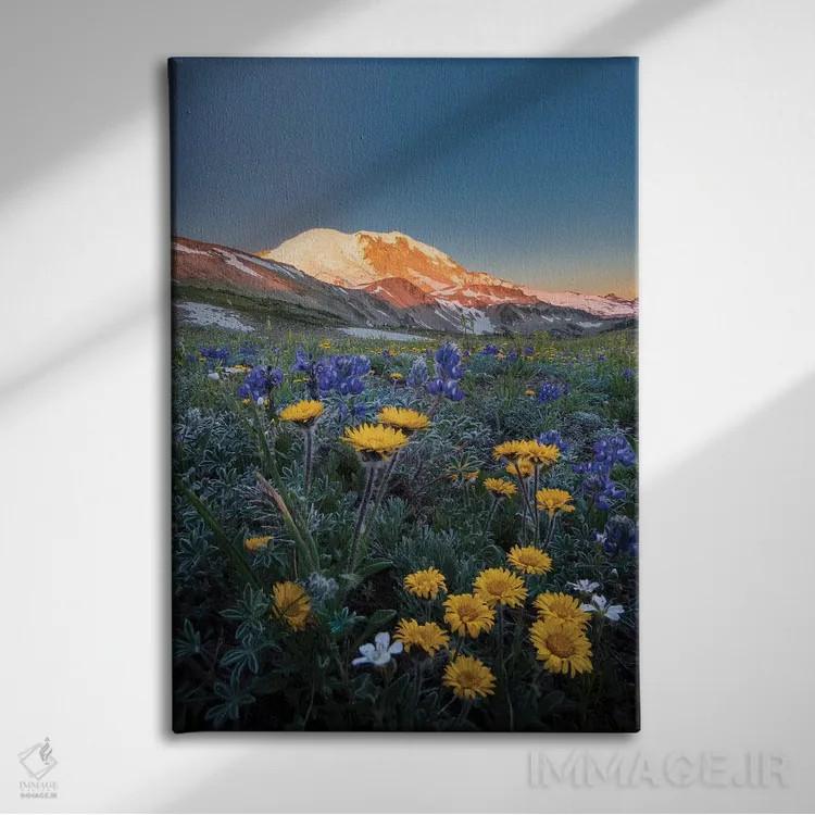 تابلو دکوراتیو Tolmie's Saxifrage and Alpine Golden Daisy,گل های وحشی آلپی: ل… اثر گری لوهم - نمای روبهرو روی دیوار