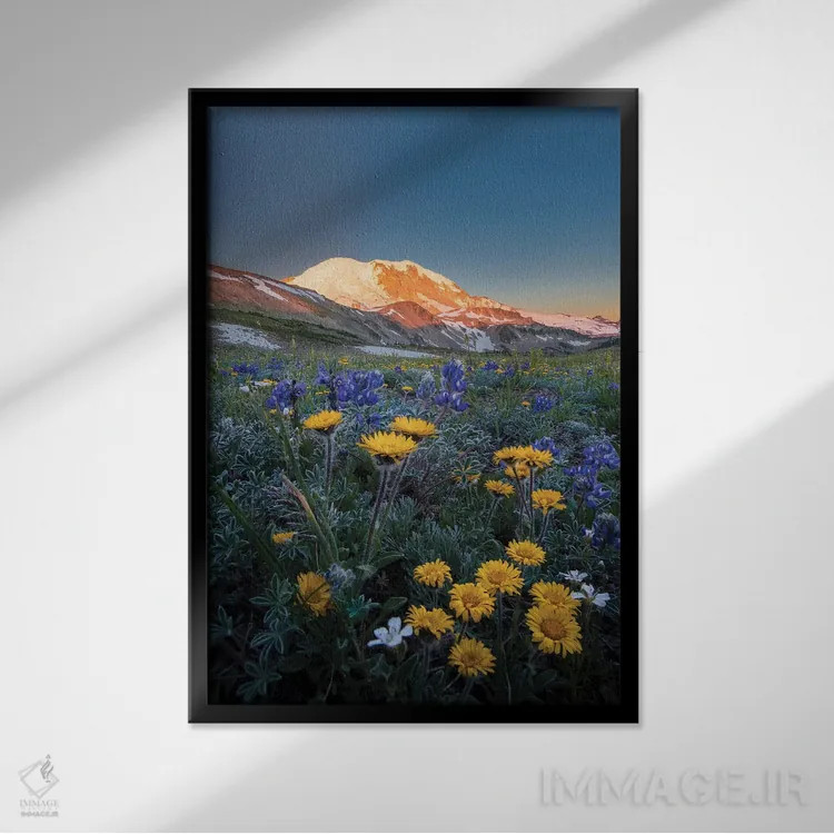 تابلو دکوراتیو Tolmie's Saxifrage and Alpine Golden Daisy,گل های وحشی آلپی: ل… اثر گری لوهم - نمای قابدار مشکی