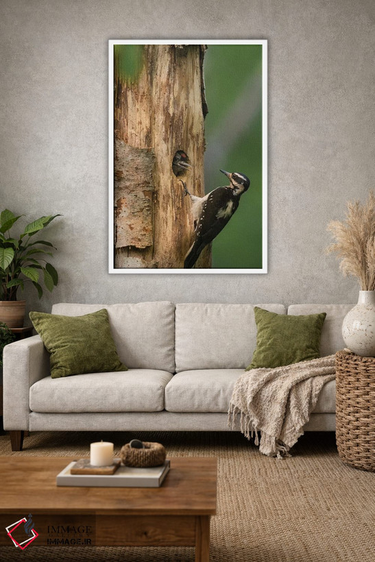 تابلو دکوراتیو WA. Female Hairy Woodpecker at nest chick in western Washingto… اثر گری لوهم - D1W