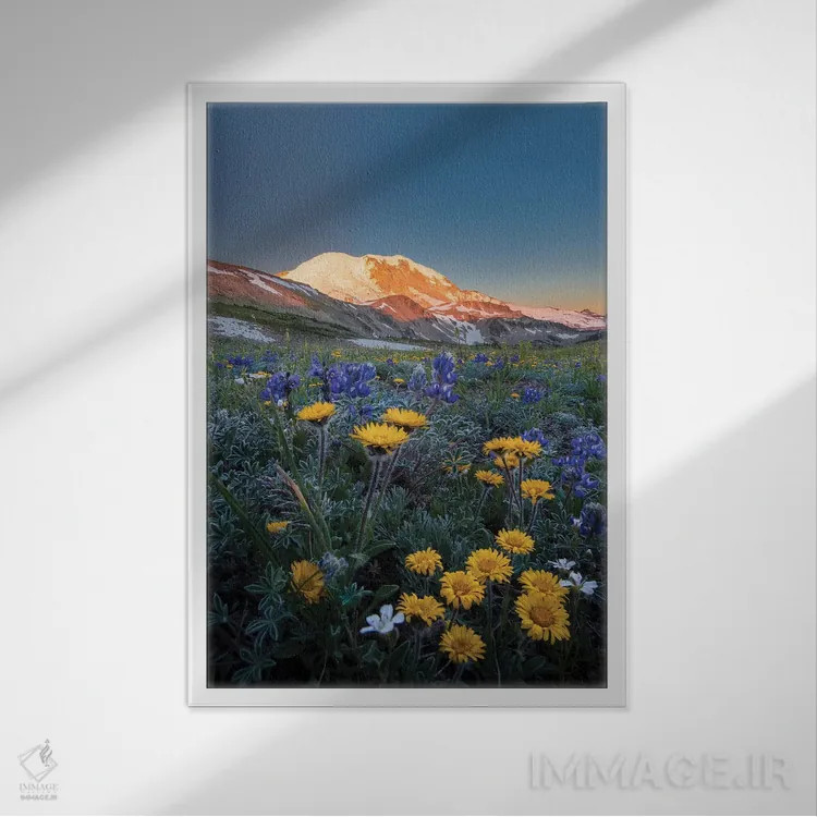 تابلو دکوراتیو Tolmie's Saxifrage and Alpine Golden Daisy,گل های وحشی آلپی: ل… اثر گری لوهم - نمای قابدار سفید