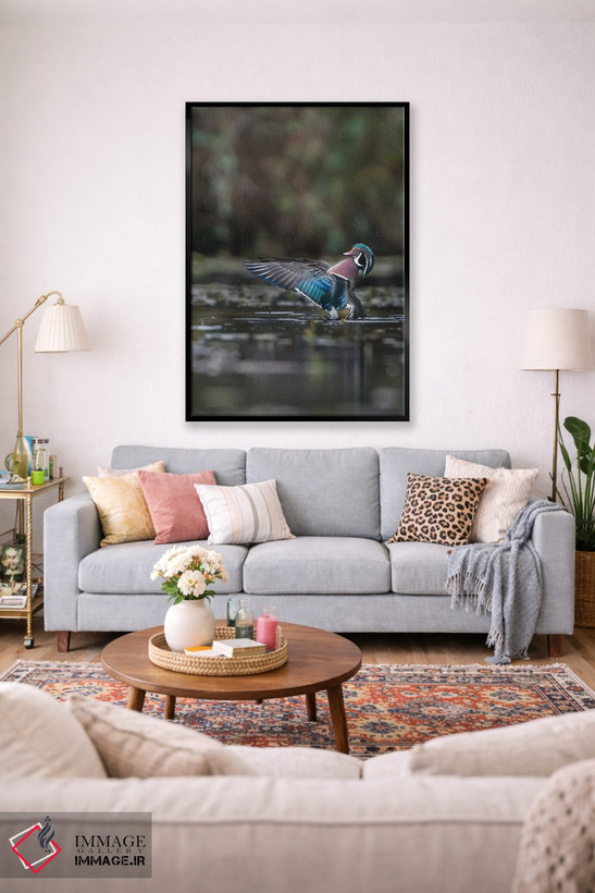 تابلو دکوراتیو Washington State. Male Wood Duck flaps its wings on Union Bay… اثر گری لوهم - D1B