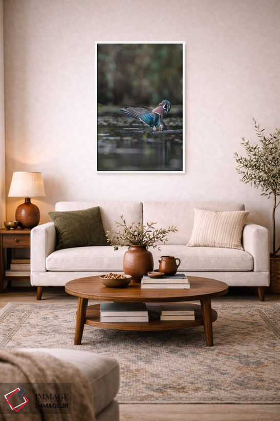 تابلو دکوراتیو Washington State. Male Wood Duck flaps its wings on Union Bay… اثر گری لوهم - D2W