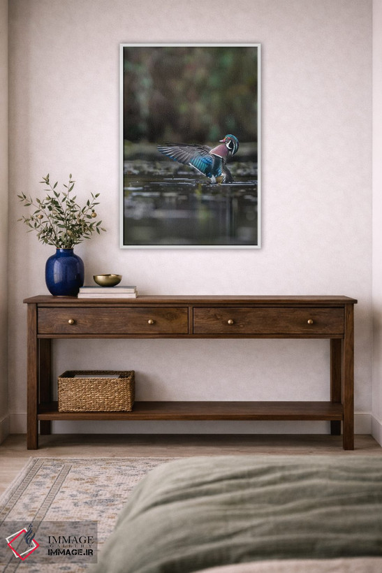 تابلو دکوراتیو Washington State. Male Wood Duck flaps its wings on Union Bay… اثر گری لوهم - D3W