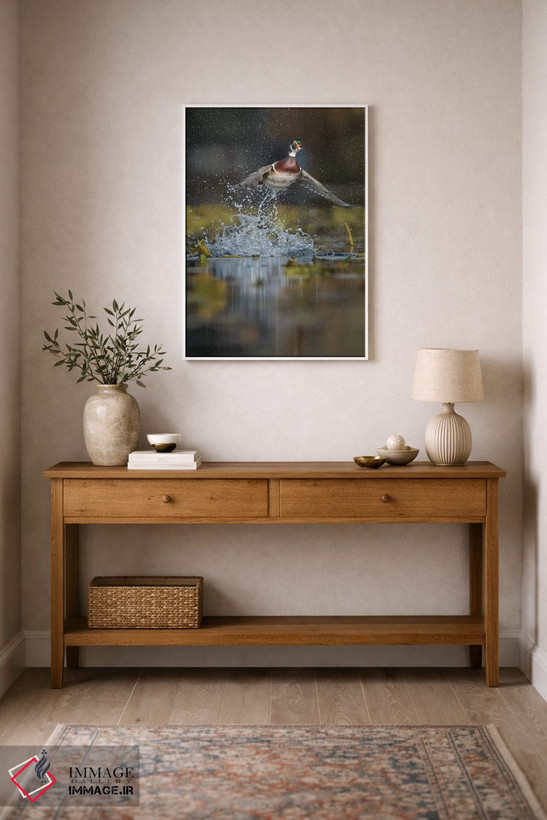 تابلو دکوراتیو Washington State. Male Wood Duck flying from Union Bay in Seat… اثر گری لوهم - D1W