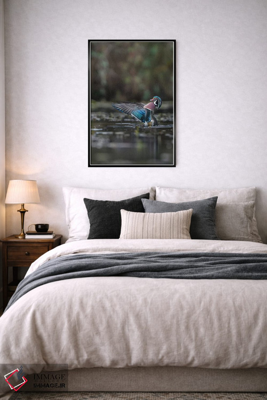 تابلو دکوراتیو Washington State. Male Wood Duck flaps its wings on Union Bay… اثر گری لوهم - D6B