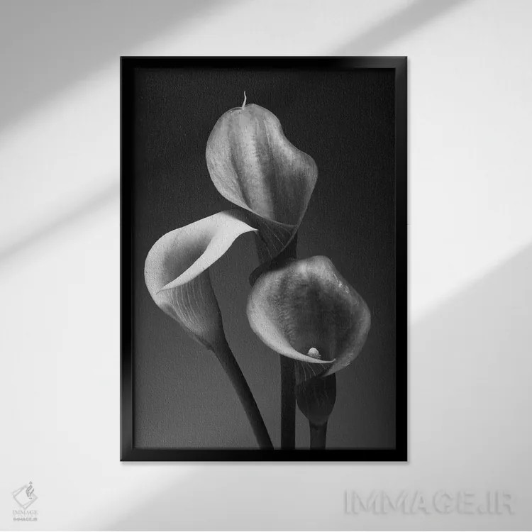 تابلو دکوراتیو سه گل کالایلی صورتی در تصویر سیاه و سفید اثر جورج اوزه - نمای قابدار مشکی