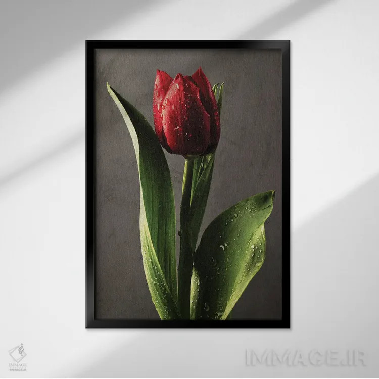 تابلو دکوراتیو لاله قرمز پوشیده از شبنم در نور پیچیده اثر جورج اوزه - نمای قابدار مشکی