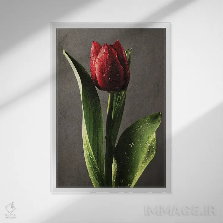 تابلو دکوراتیو لاله قرمز پوشیده از شبنم در نور پیچیده اثر جورج اوزه - نمای قابدار سفید