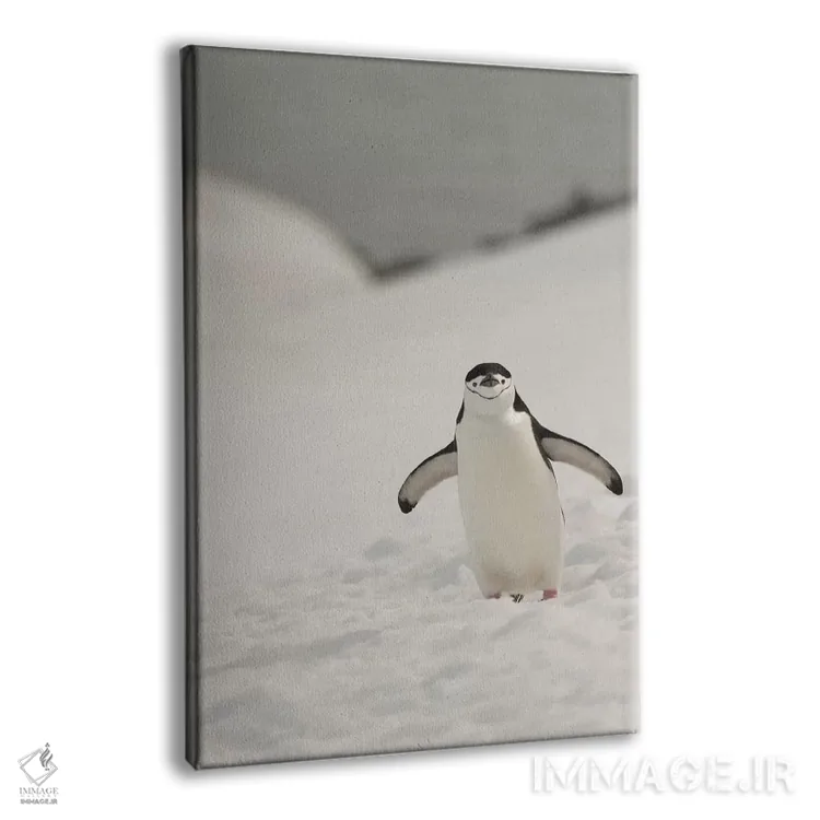 تابلو دکوراتیو Chinstrap, Penguin,جنوبگان، پنگوئن چانه بند اثر جورج تئودور - نمای پرسپکتیو محصول