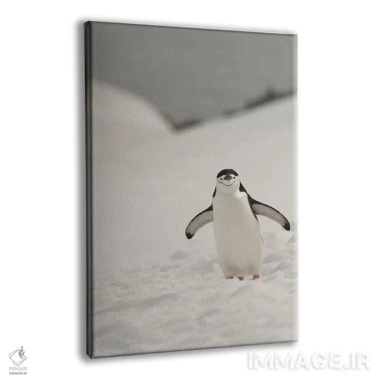تابلو دکوراتیو Chinstrap, Penguin,جنوبگان، پنگوئن چانه بند اثر جورج تئودور - نمای پرسپکتیو محصول