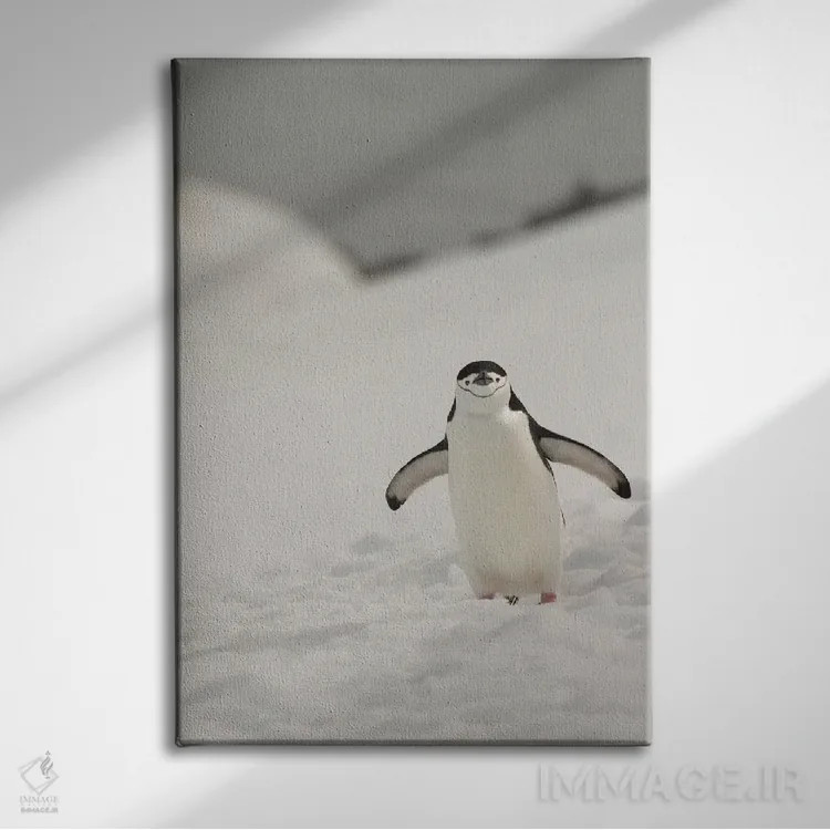 تابلو دکوراتیو Chinstrap, Penguin,جنوبگان، پنگوئن چانه بند اثر جورج تئودور - نمای روبهرو روی دیوار