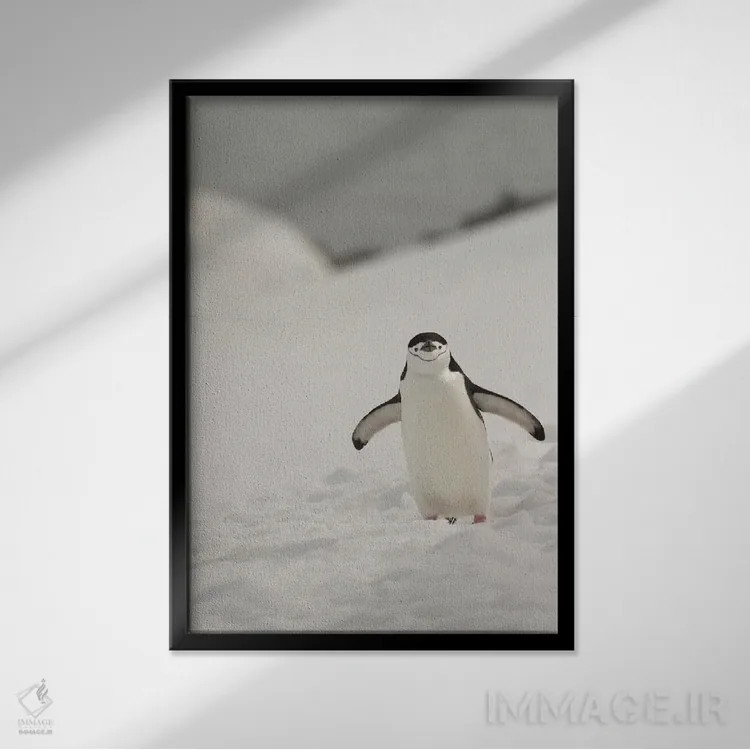 تابلو دکوراتیو Chinstrap, Penguin,جنوبگان، پنگوئن چانه بند اثر جورج تئودور - نمای قابدار مشکی