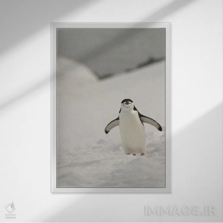 تابلو دکوراتیو Chinstrap, Penguin,جنوبگان، پنگوئن چانه بند اثر جورج تئودور - نمای قابدار سفید
