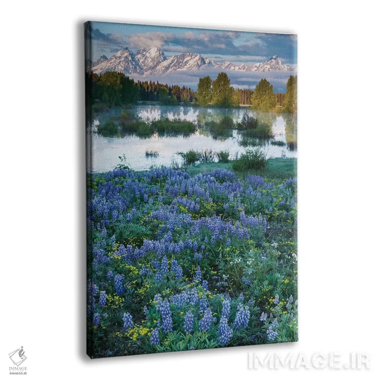 تابلو دکوراتیو Wyoming. Grand Teton National Park, Tetons, flowers foregro… اثر جورج تئودور - نمای پرسپکتیو محصول