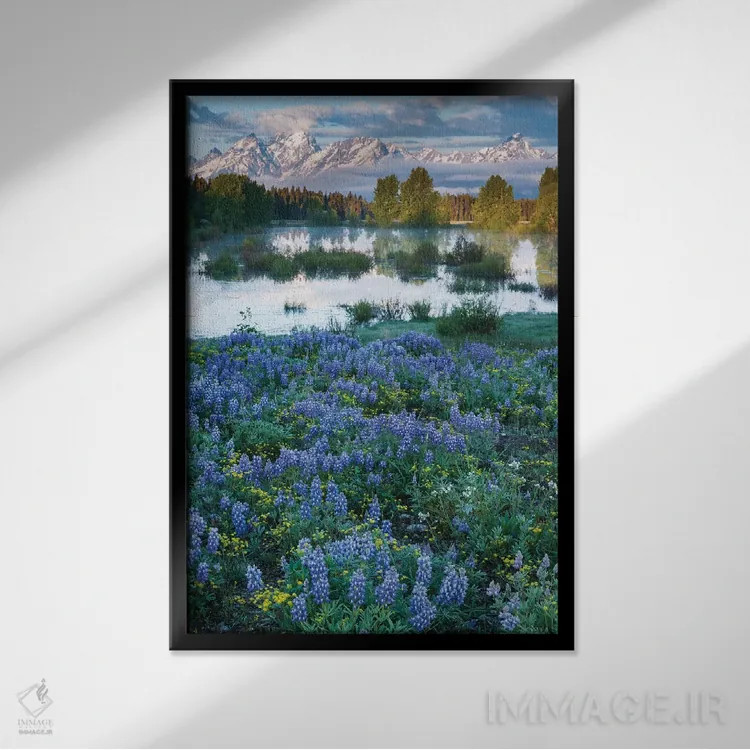تابلو دکوراتیو Wyoming. Grand Teton National Park, Tetons, flowers foregro… اثر جورج تئودور - نمای قابدار مشکی