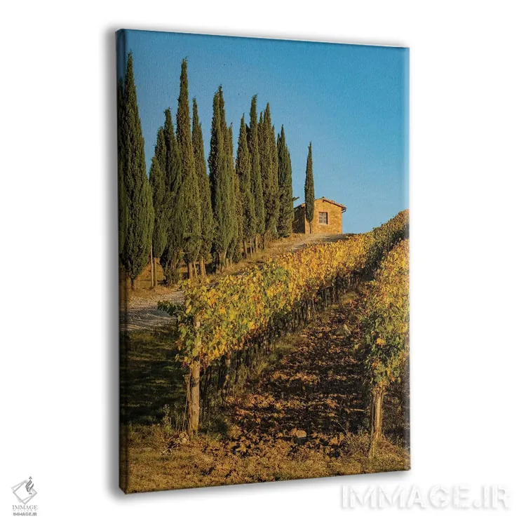 تابلو دکوراتیو Tuscany. Vineyard, Pine Trees,ایتالیا، توسکانی، تاکستان، در… اثر جورج تئودور - نمای پرسپکتیو محصول