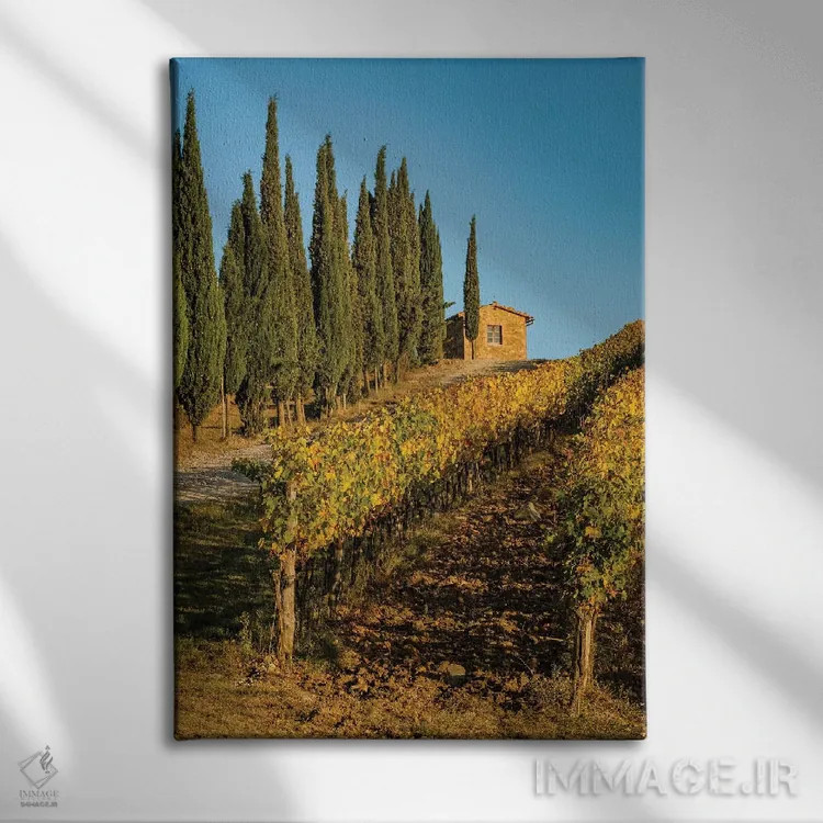 تابلو دکوراتیو Tuscany. Vineyard, Pine Trees,ایتالیا، توسکانی، تاکستان، در… اثر جورج تئودور - نمای روبهرو روی دیوار