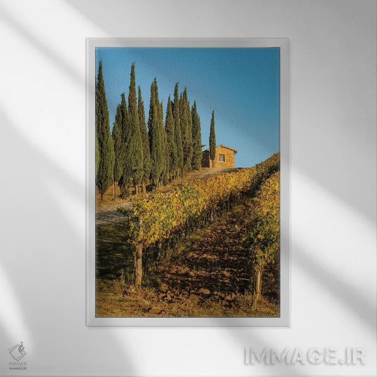 تابلو دکوراتیو Tuscany. Vineyard, Pine Trees,ایتالیا، توسکانی، تاکستان، در… اثر جورج تئودور - نمای قابدار سفید