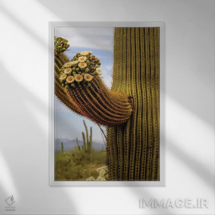 تابلو دکوراتیو Arizona.,گل های کاکتوس، آریزونا اثر جورج و مارولو تئودور - نمای قابدار سفید