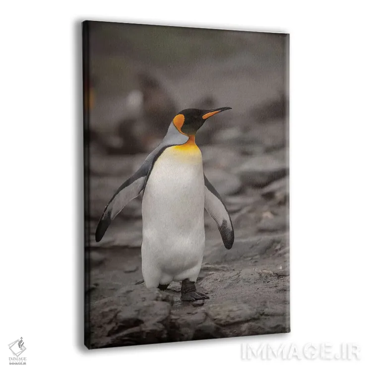 تابلو دکوراتیو King Penguin, walking,جنوبگان، پنگوئن پادشاه، در حال راه رف… اثر جورج تئودور - نمای پرسپکتیو محصول
