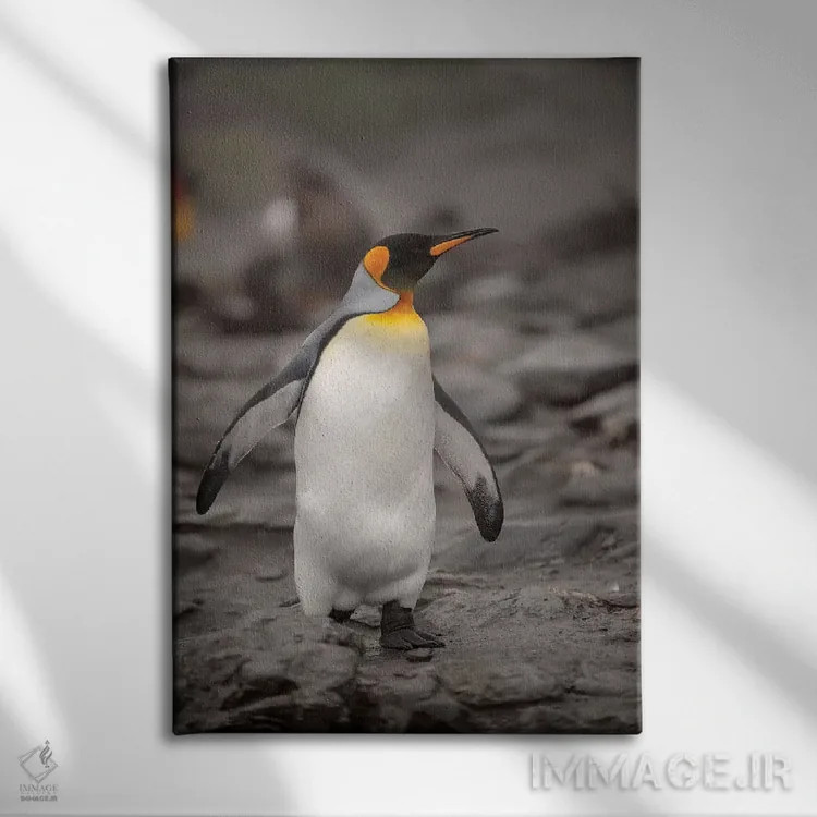 تابلو دکوراتیو King Penguin, walking,جنوبگان، پنگوئن پادشاه، در حال راه رف… اثر جورج تئودور - نمای روبهرو روی دیوار