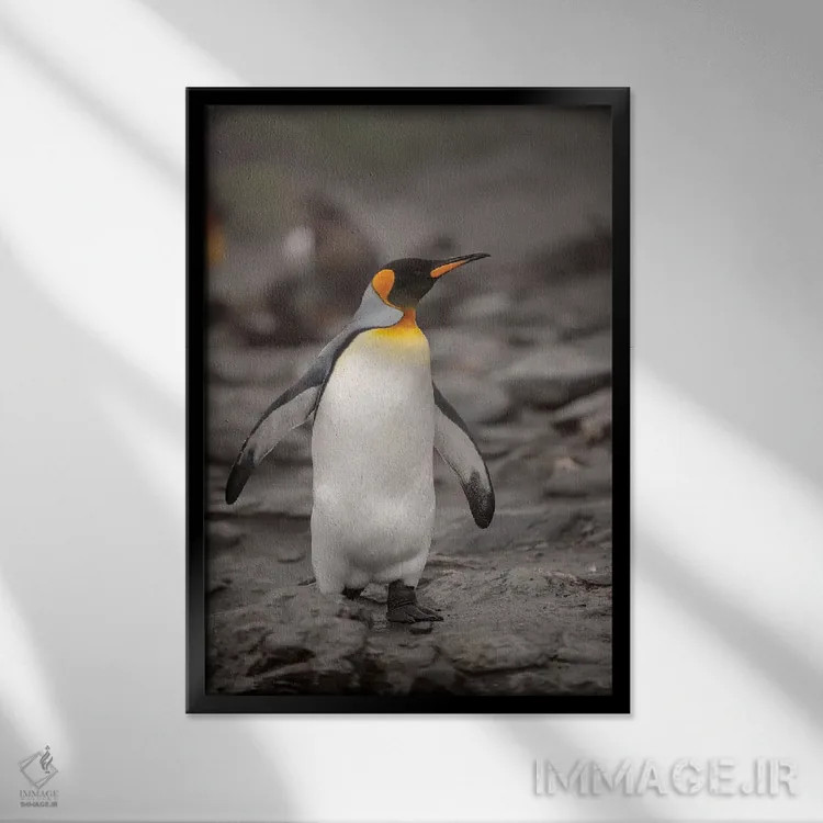 تابلو دکوراتیو King Penguin, walking,جنوبگان، پنگوئن پادشاه، در حال راه رف… اثر جورج تئودور - نمای قابدار مشکی