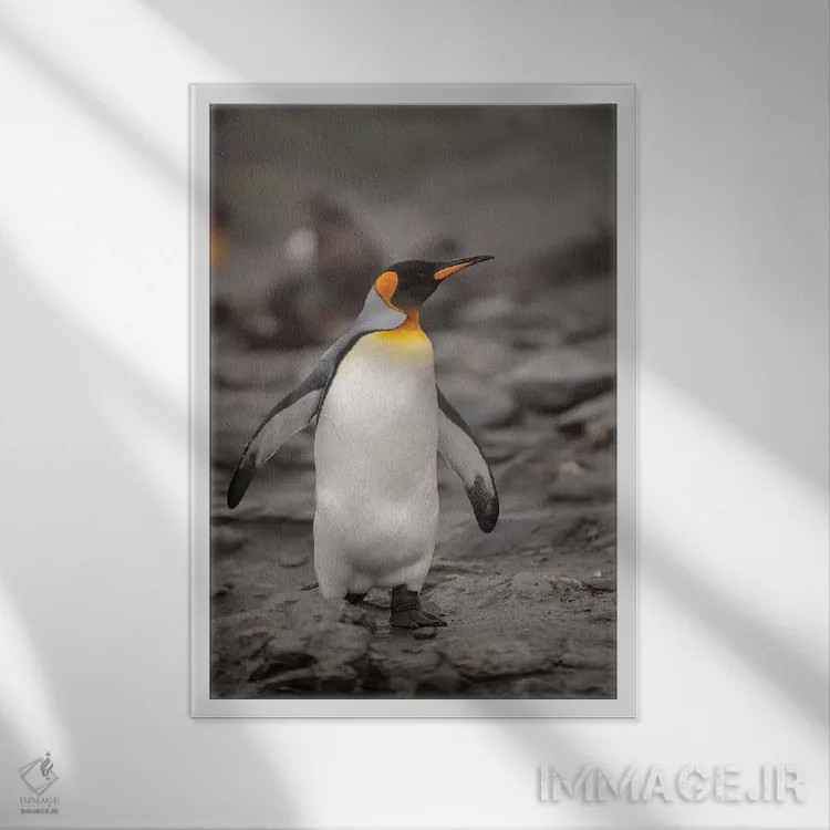 تابلو دکوراتیو King Penguin, walking,جنوبگان، پنگوئن پادشاه، در حال راه رف… اثر جورج تئودور - نمای قابدار سفید