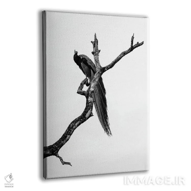 تابلو دکوراتیو طاووس اثر استیفن هاجتس - نمای پرسپکتیو محصول
