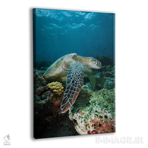 تابلو دکوراتیو Endangered, Sipadan Island, Celebes Sea, Borneo,لاک پشت… اثر هیرویا مینکوچی - نمای پرسپکتیو محصول
