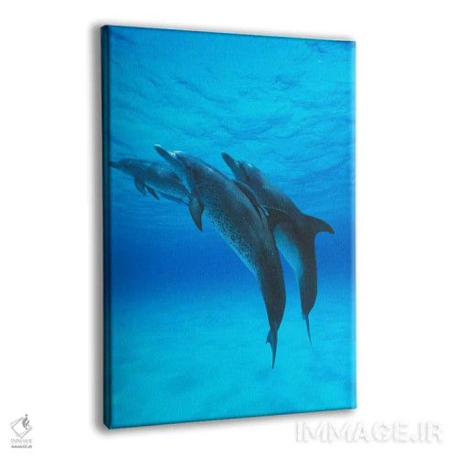 تابلو دکوراتیو Bahamas, Caribbean,سه گانه دلفین خالدار آتلانتیک با ماهی… اثر هیرویا مینکوچی - نمای پرسپکتیو محصول