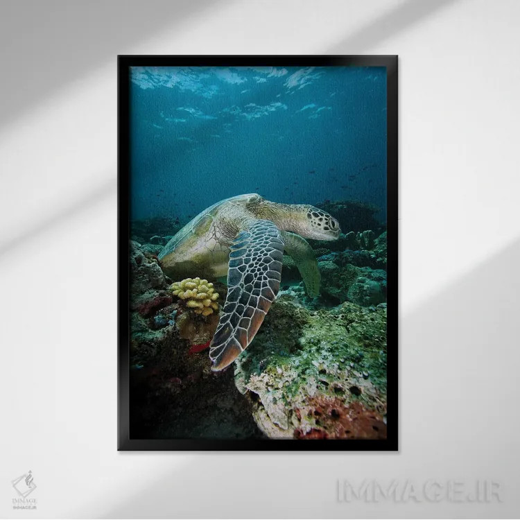 تابلو دکوراتیو Endangered, Sipadan Island, Celebes Sea, Borneo,لاک پشت… اثر هیرویا مینکوچی - نمای قابدار مشکی