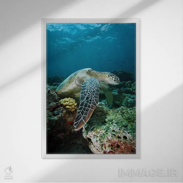 تابلو دکوراتیو Endangered, Sipadan Island, Celebes Sea, Borneo,لاک پشت… اثر هیرویا مینکوچی - نمای قابدار سفید