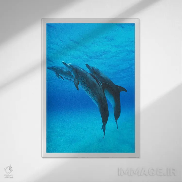 تابلو دکوراتیو Bahamas, Caribbean,سه گانه دلفین خالدار آتلانتیک با ماهی… اثر هیرویا مینکوچی - نمای قابدار سفید