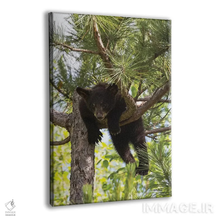 تابلو دکوراتیو Minnesota, Sandstone, Black Bear Cub Stuck in a Tree,آمریکا… اثر هولیس لونی - نمای پرسپکتیو محصول