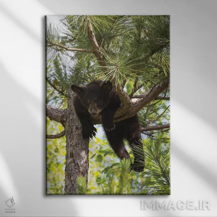 تابلو دکوراتیو Minnesota, Sandstone, Black Bear Cub Stuck in a Tree,آمریکا… اثر هولیس لونی - نمای روبهرو روی دیوار
