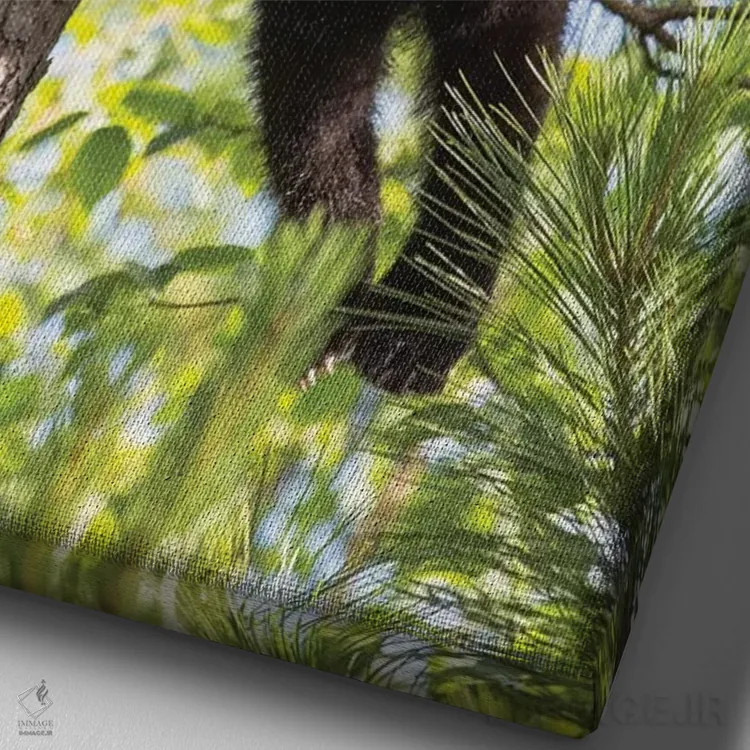 تابلو دکوراتیو Minnesota, Sandstone, Black Bear Cub Stuck in a Tree,آمریکا… اثر هولیس لونی - نمای نزدیک بافت بوم