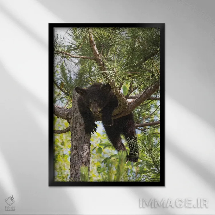 تابلو دکوراتیو Minnesota, Sandstone, Black Bear Cub Stuck in a Tree,آمریکا… اثر هولیس لونی - نمای قابدار مشکی