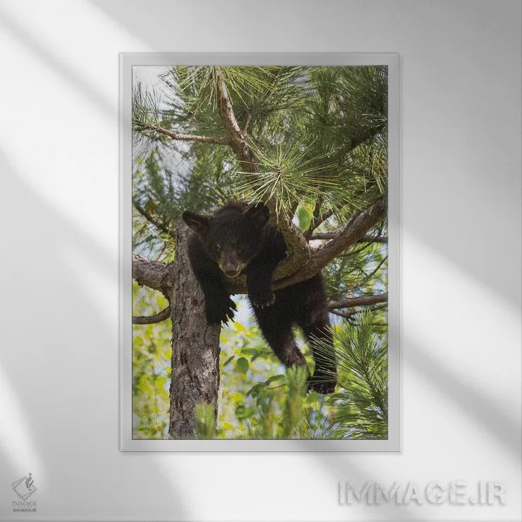 تابلو دکوراتیو Minnesota, Sandstone, Black Bear Cub Stuck in a Tree,آمریکا… اثر هولیس لونی - نمای قابدار سفید