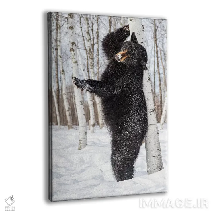 تابلو دکوراتیو Minnesota, Sandstone, Black Bear Scratching an Itch,آمریکا… اثر هولیس لونی - نمای پرسپکتیو محصول