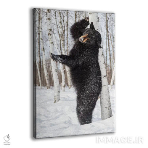 تابلو دکوراتیو Minnesota, Sandstone, Black Bear Scratching an Itch,آمریکا… اثر هولیس لونی - نمای پرسپکتیو محصول