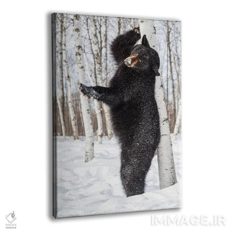 تابلو دکوراتیو Minnesota, Sandstone, Black Bear Scratching an Itch,آمریکا… اثر هولیس لونی - نمای پرسپکتیو محصول