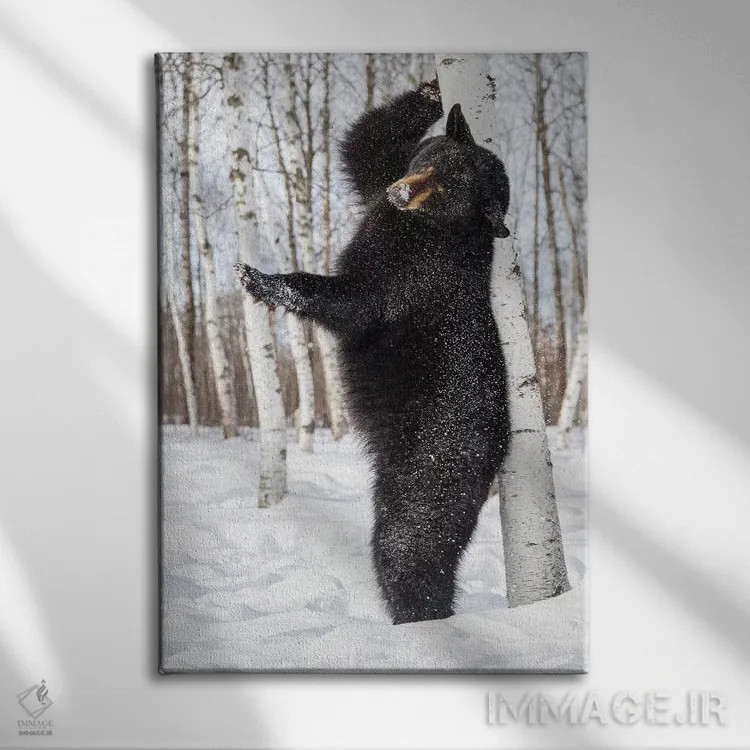 تابلو دکوراتیو Minnesota, Sandstone, Black Bear Scratching an Itch,آمریکا… اثر هولیس لونی - نمای روبهرو روی دیوار
