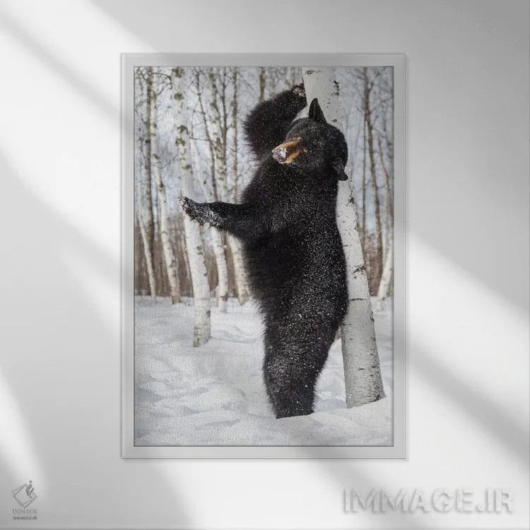 تابلو دکوراتیو Minnesota, Sandstone, Black Bear Scratching an Itch,آمریکا… اثر هولیس لونی - نمای قابدار سفید