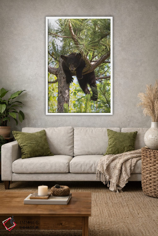 تابلو دکوراتیو Minnesota, Sandstone, Black Bear Cub Stuck in a Tree,آمریکا… اثر هولیس لونی - D1W